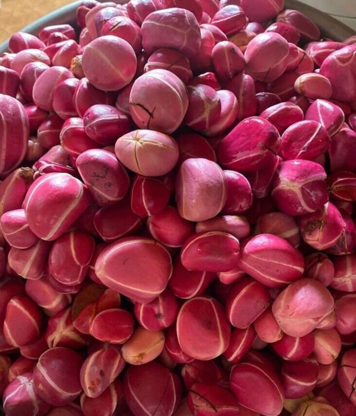 Obi Abata (2/3/4/5 Lobe) (Kola Nut)