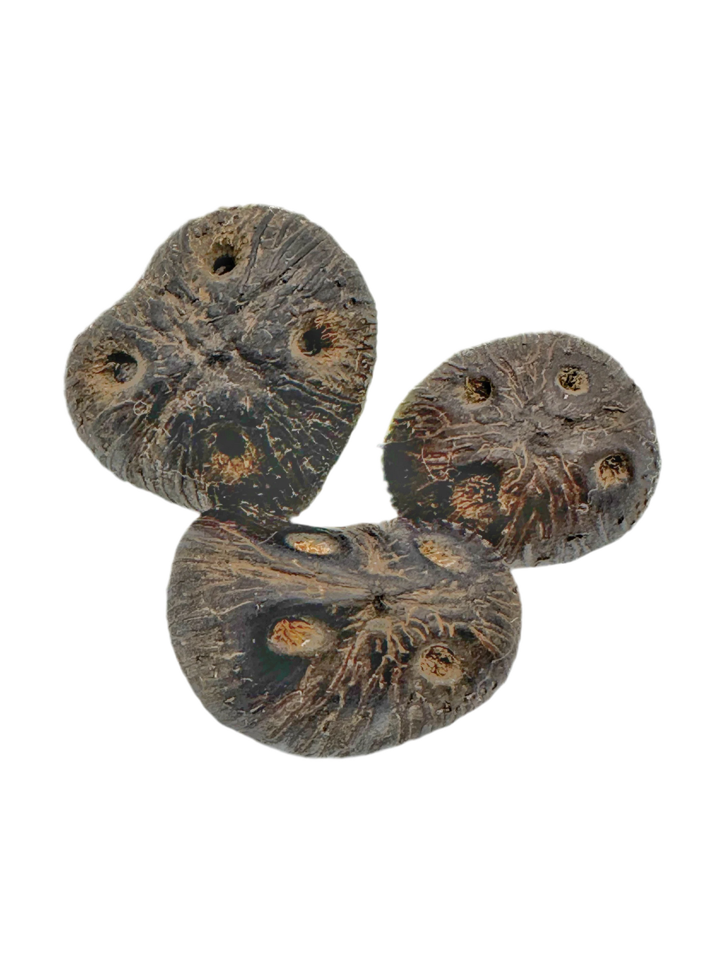 Òrìṣà Àṣẹ (Aché de Santos/Ashe de Orisha/Acheses)