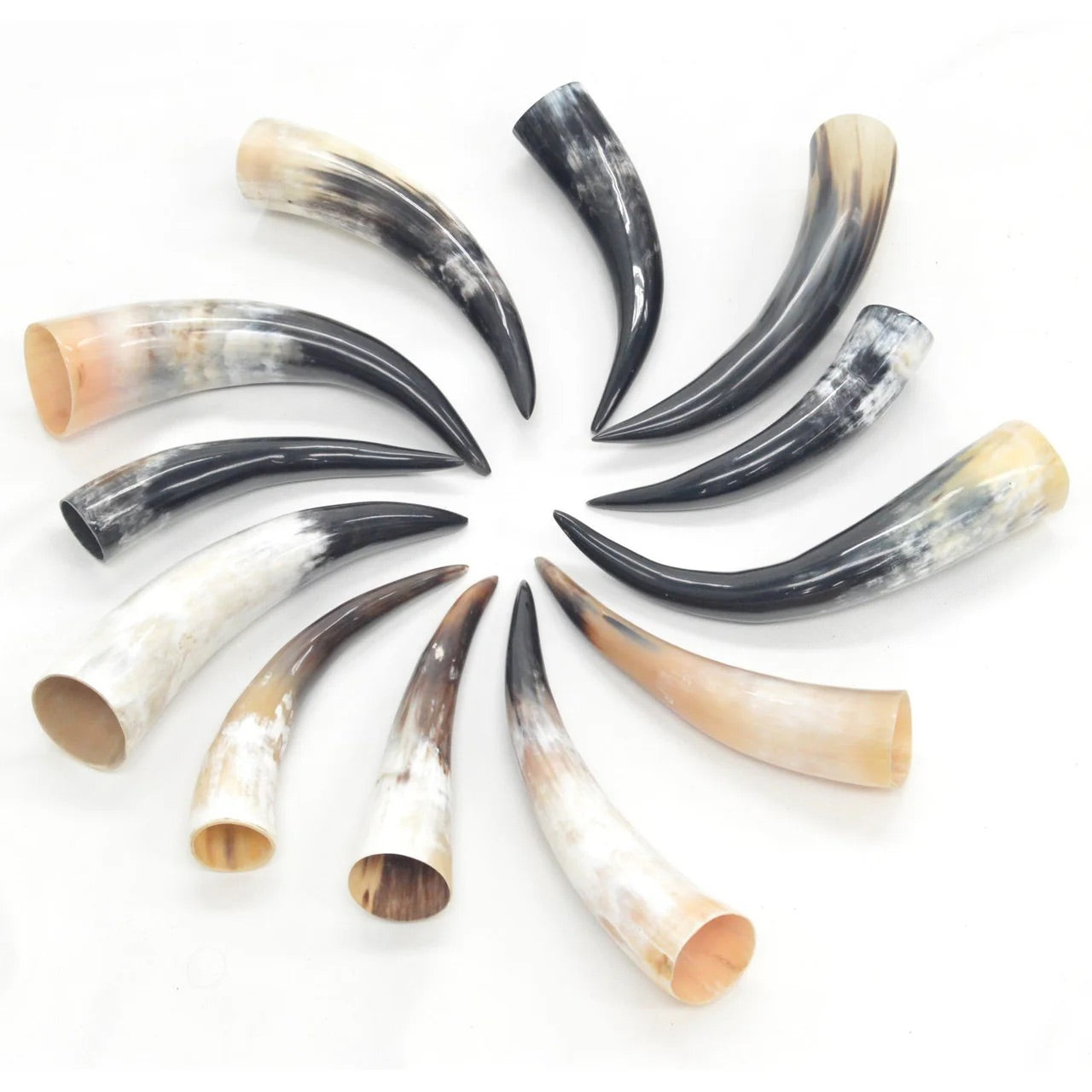 Bull Horns (Polished)