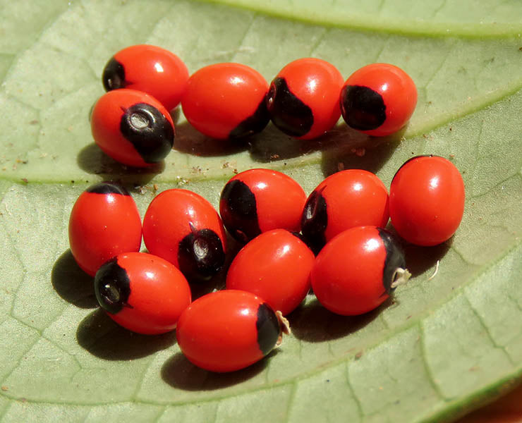 Abrus Precatorius Seeds (Owerenjeje/Iwerenjeje/Oju Ologbo/Peonia/Huaryruro)