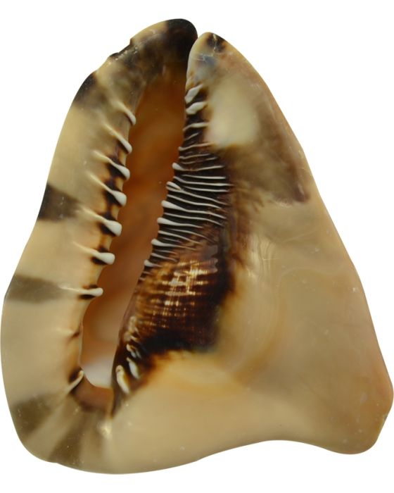 King Helmet Conch Shell