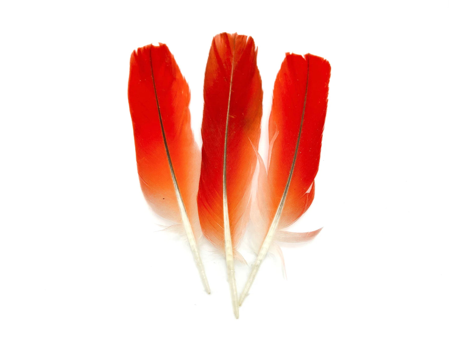 African Grey Parrot Red Tail-feather (Iyẹ Odidere/Ikode/Loro)