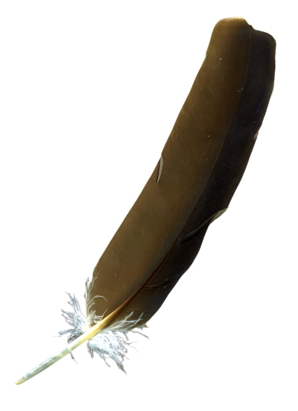 Iyẹ Igún Feather (Cinereous Vulture) (Aegypius)