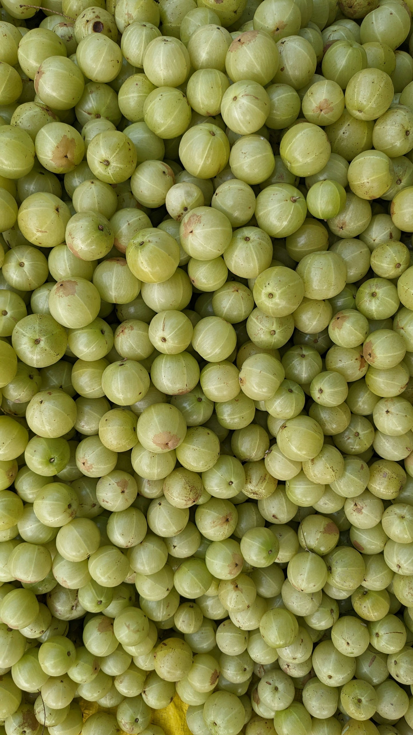 Amla Berry (Powdered)