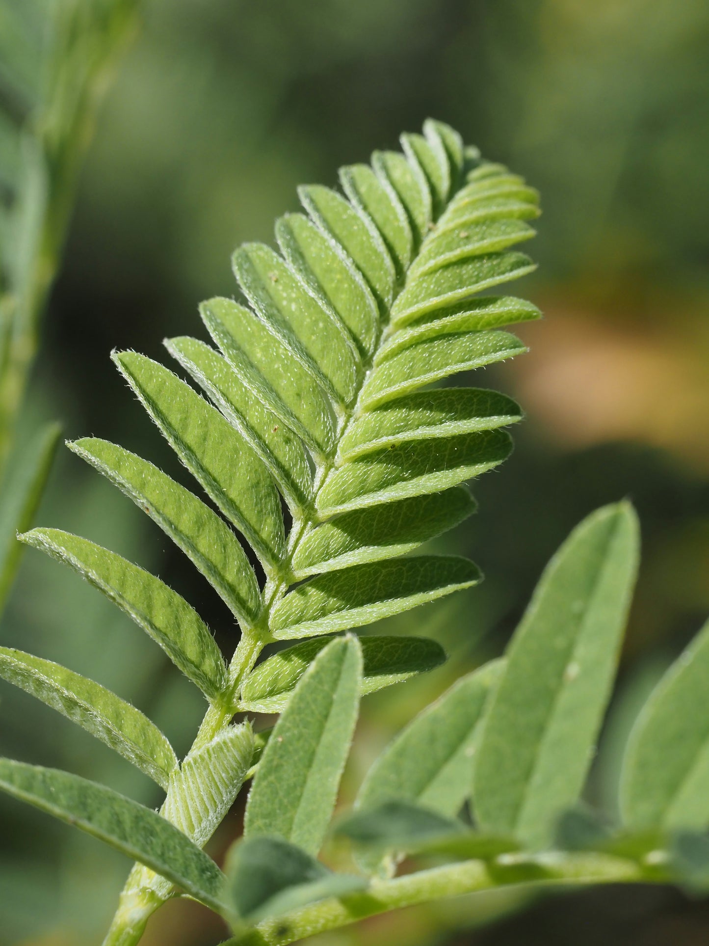 Astragalus Root (Cut & Sifted)