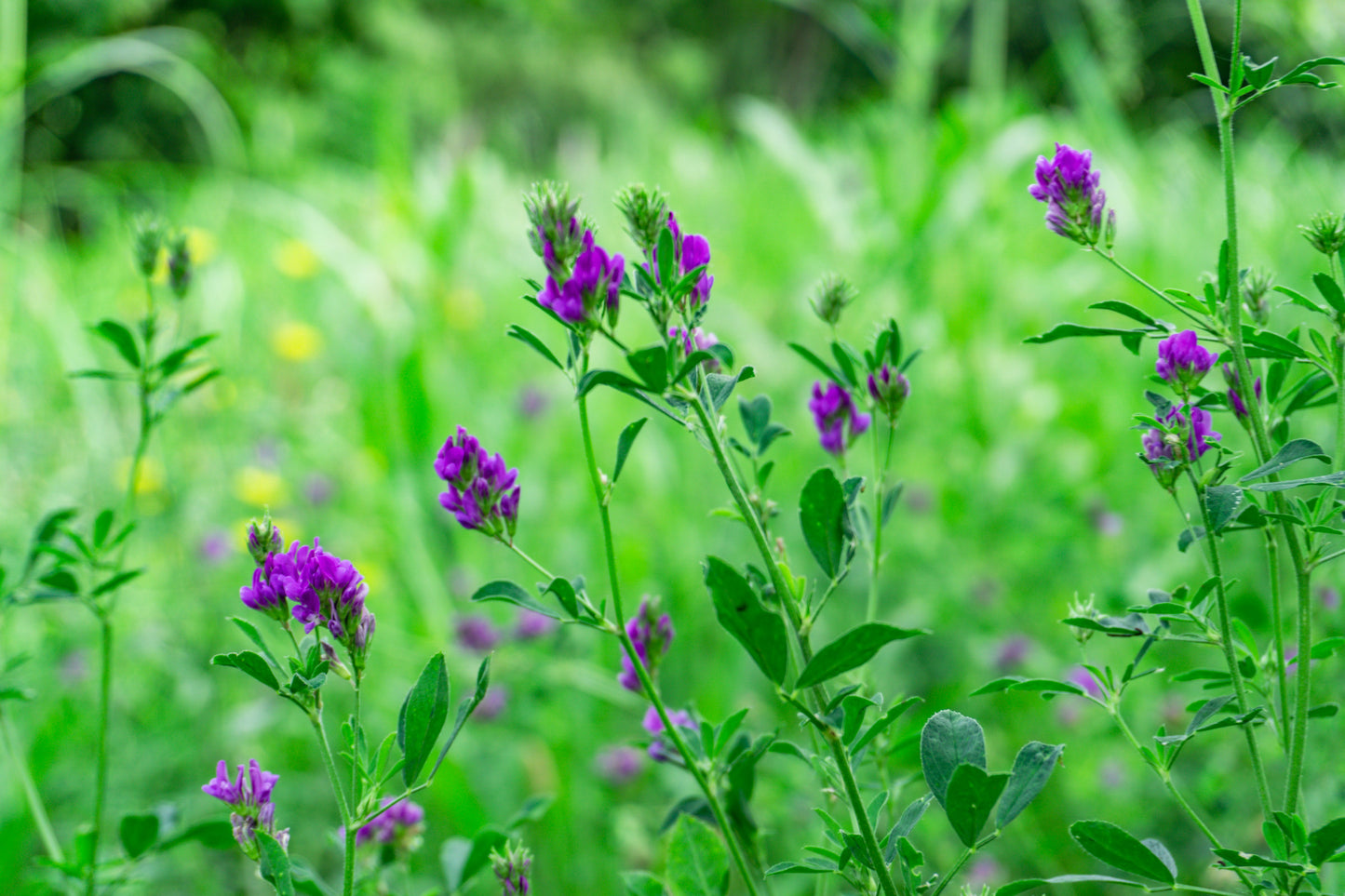 Alfalfa (Cut & Sifted)
