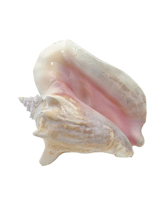 Queen Conch Shell