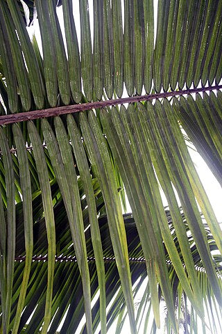 Palm Frond Hanging (Màrìwò Ọ̀pẹ/Mariwo)