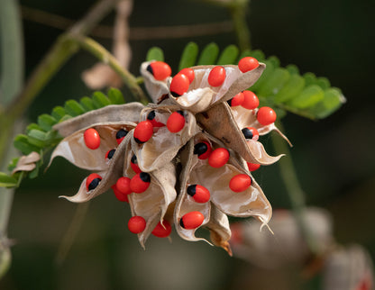 Abrus Precatorius Seeds (Oju Ologbo/Peonia/Jequirity/Huaryruro/Gunja)