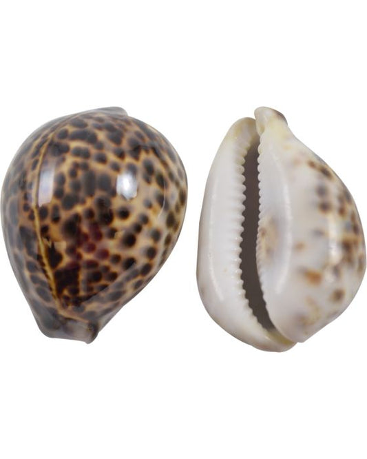 Tiger Cowrie Shell