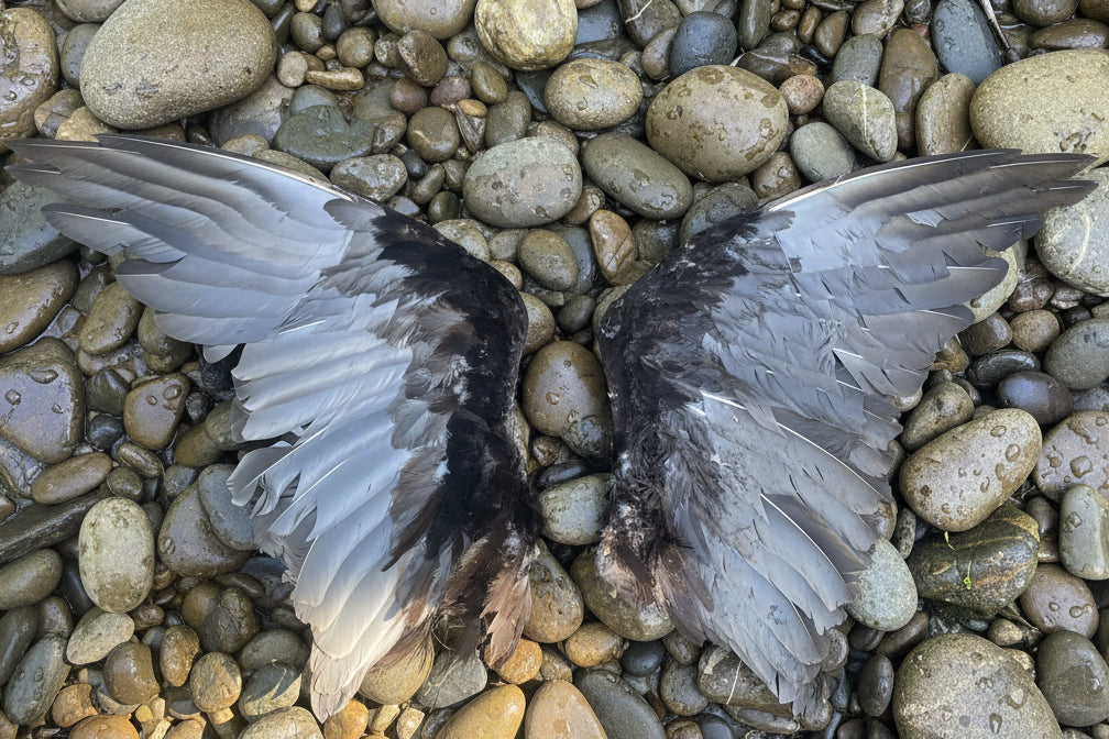 Iyẹ Igún Vulture Feather/Wing (Cathartes aura)