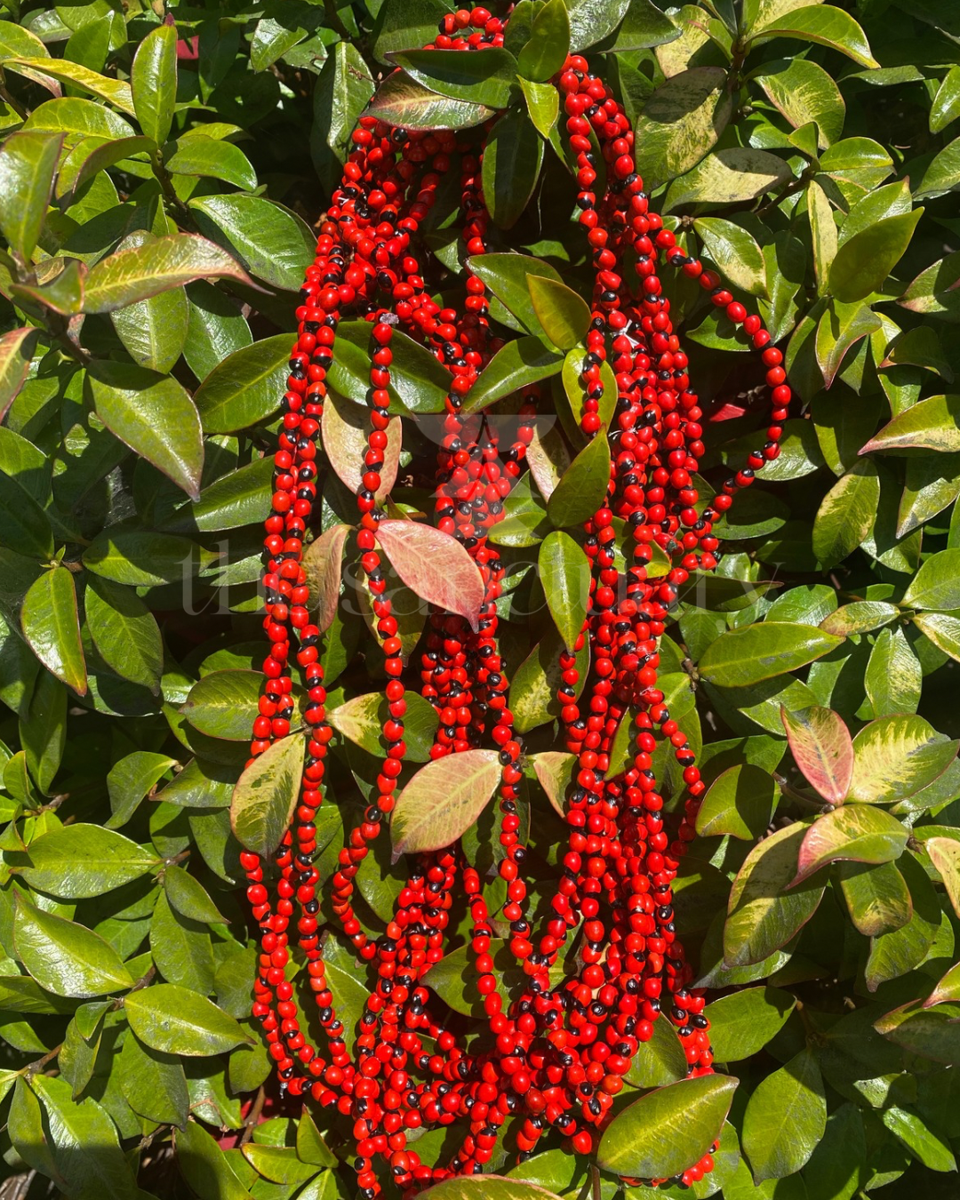 Abrus Precatorius Seeds (Iwerenjeje/Oju Ologbo/Peonia/Huaryruro)