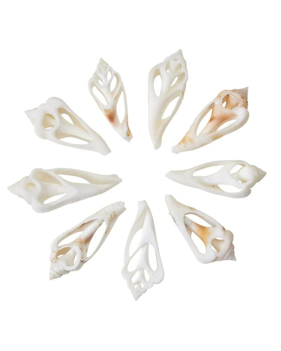 White Chula Shell (Center Cut)