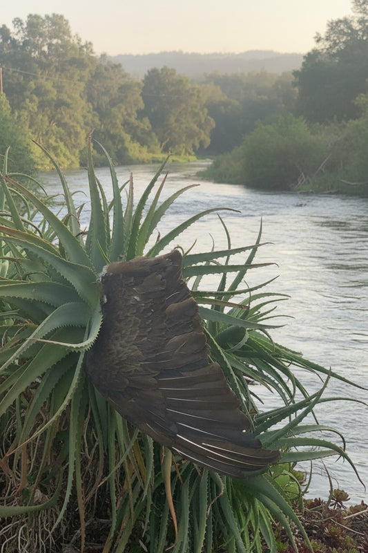 Iyẹ Igún Vulture Feather/Wing (Cathartes aura)