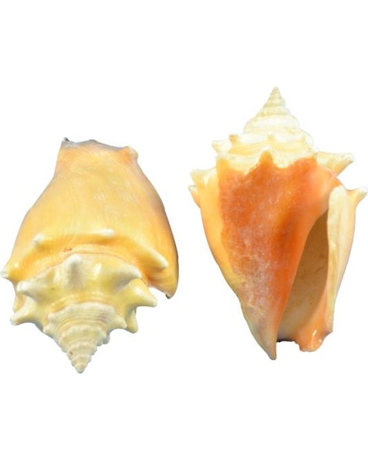 Fighting Conch Shell