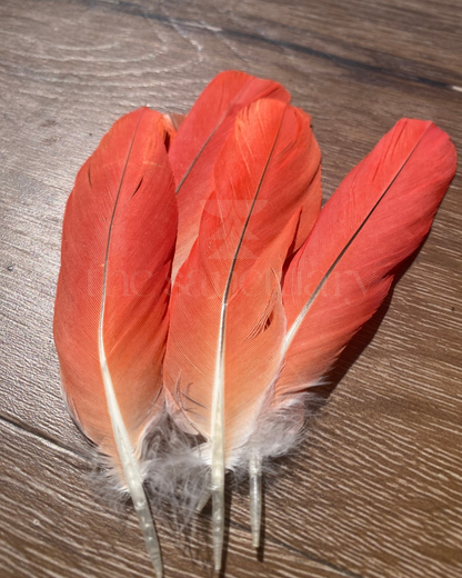 African Grey Parrot Red Tail-feather (Iyẹ Odidere/Ikode/Loro)
