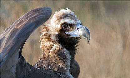 Iyẹ Igún Feather (Cinereous Vulture) (Aegypius)