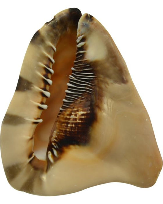 King Helmet Conch Shell