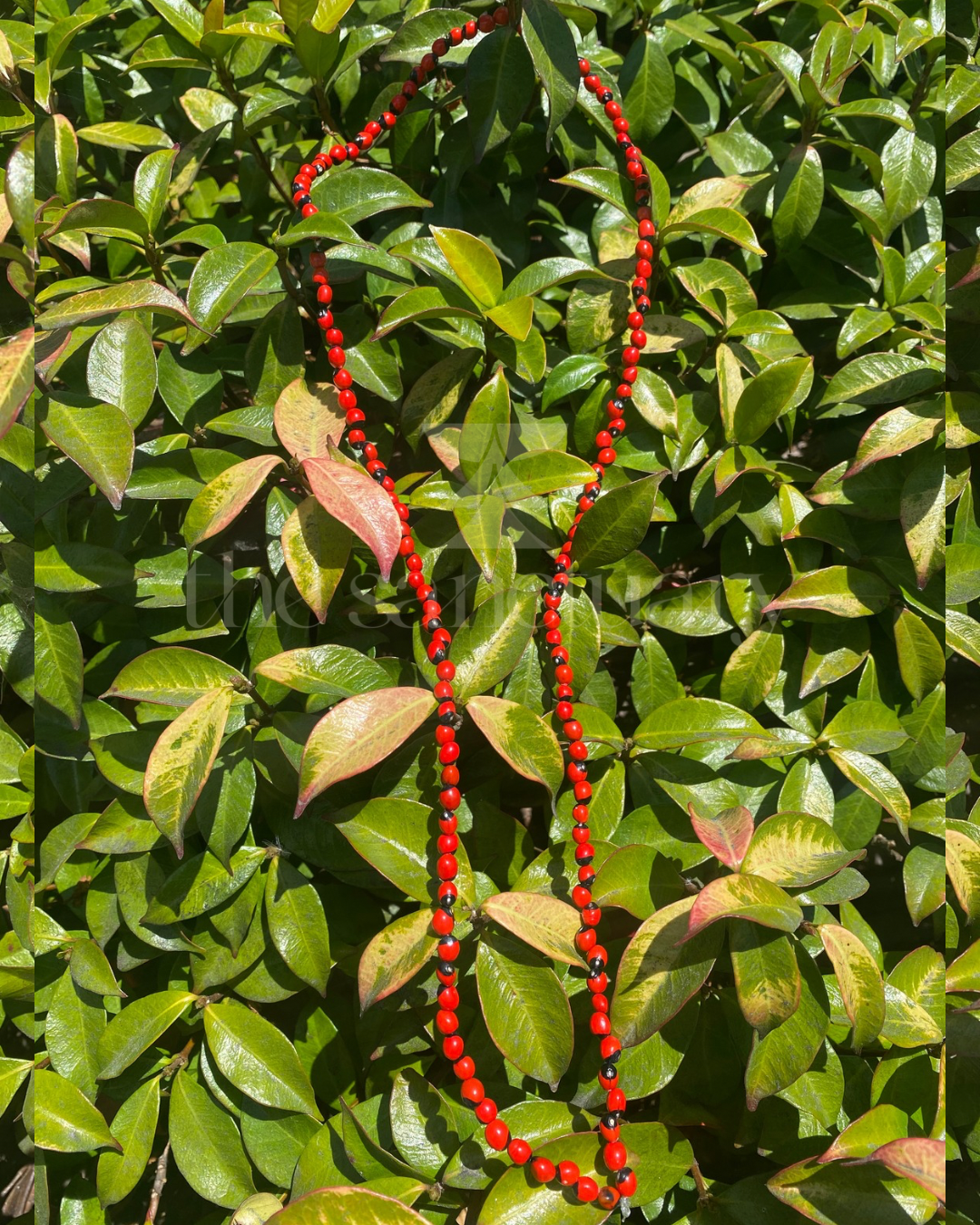 Abrus Precatorius Seeds (Iwerenjeje/Oju Ologbo/Peonia/Huaryruro)
