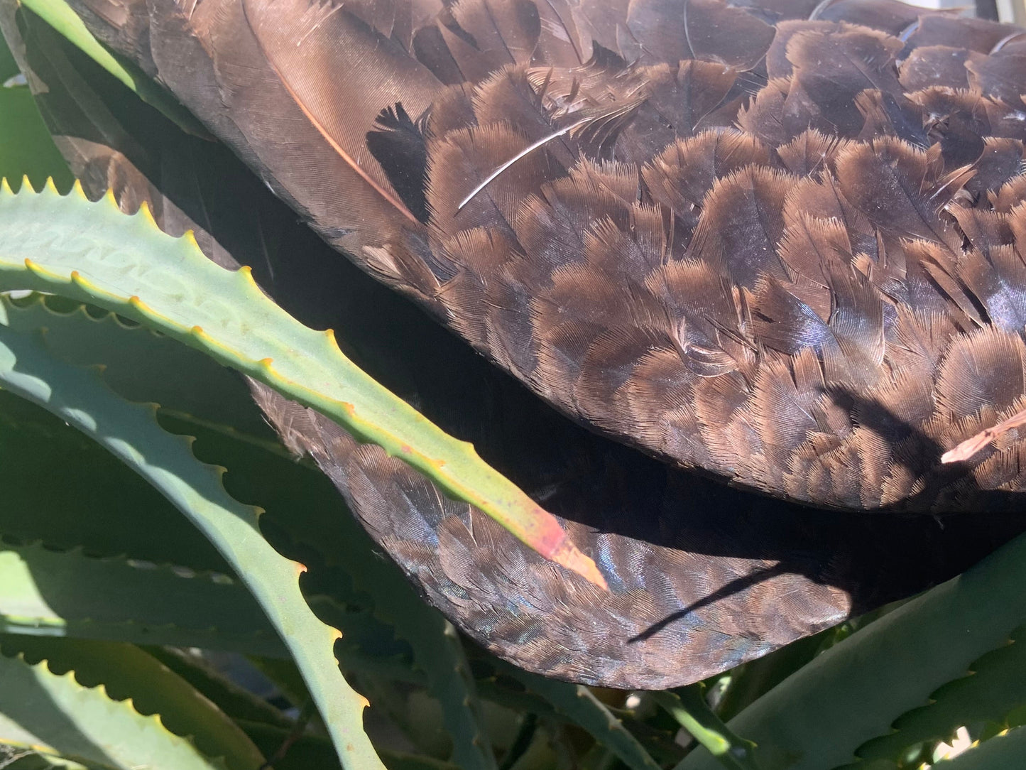 Iyẹ Igún Vulture Feather/Wing (Cathartes aura)