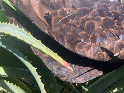 Iyẹ Igún Vulture Feather/Wing (Cathartes aura)