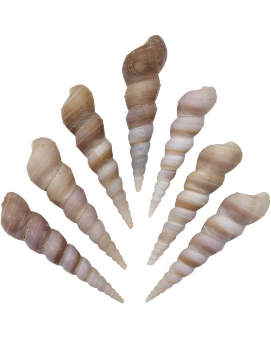 Turritella Terebra Shell (Polished)