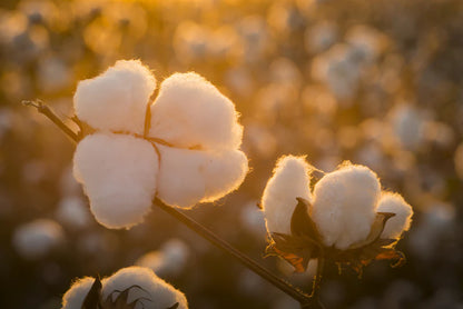 Cotton (Raw)