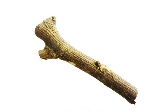 Palo Cocuyo (Pouteria dictyoneura subsp. fuertesii)