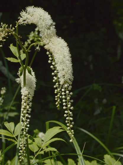 Black Cohosh Root (Cut & Sifted)
