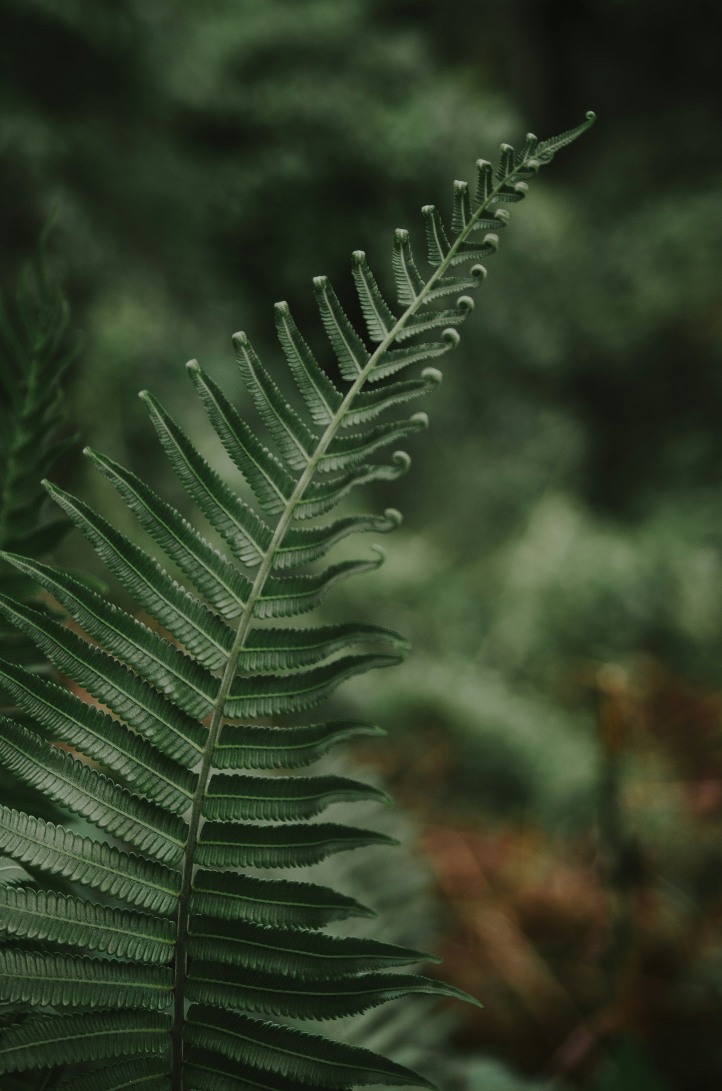 Holistic Cleanse Retreat
