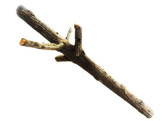 Palo Cuaba (Amyris balsamifera L.)