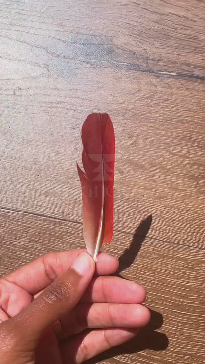 African Grey Parrot Red Tail-feather (Iyẹ Odidere/Ikode/Loro)
