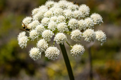 Angelica Root (Cut & Sifted)